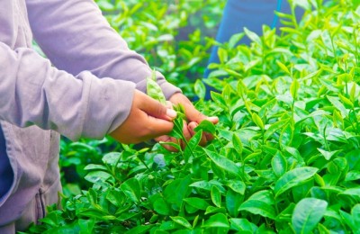 今年前5月中国茶叶累计出口量约14.4万吨